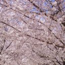 만석어린이집 | 수원 벚꽃명소 만석공원 벚꽃 축제 주차 실시간 만개 상황 4/7