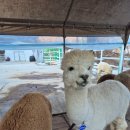 미남목장 | 평창 애니포레, 겨울여행 문가비숲길과 알파카 힐링 후기