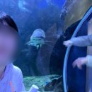제주 가볼만한곳, 아쿠아플라넷 제주(가격, 공연 후기)
