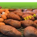 시골청과 이미지