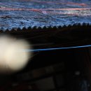 매화목장 이미지