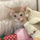 집사의 하루 대구점 이미지