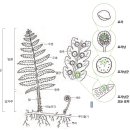 양치식물에 대해 알아보기(국립수목원자료) 이미지