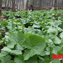 풍산마을영농조합 뉴시스