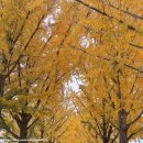 21.은행나무길(경제진흥원) | 11월 단풍 절정 아산 곡교천 은행나무 길과 장태산자연휴양림 가을 나들이(주차/운영시간)