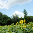 하늘농장8 이미지