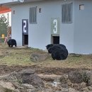 제주달곰 세계일보
