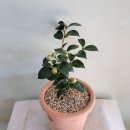 동백꽃백화점 이미지