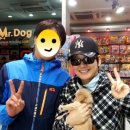 미스터독 이미지