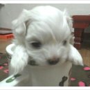 아지&냥이 이미지