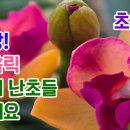 초특가!! 새신상 향기홀릭~ 봄을 맞이한 아름다운 매혹의 난초들 구경해요 (카틀레야 덴드로비움 석곡 그외 서양란 전체) 이미지