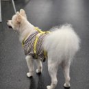 아이도그 이미지