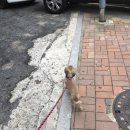 순동물병원 네이버블로그