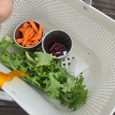 제주코기네 | 제주 애월 동물 먹이주기체험 가능한 새별프렌즈 후기