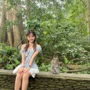 세븐일레븐긴발리점 | 발리 우붓 투어 추천 | 몽키포레스트 원숭이 숲 &amp; 우붓 커피농장 시음 체험