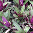 자주만년초 [자주만년청, 트라데스칸티아 스파타케아 (Tradescantia spathacea)] 이미지