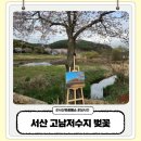 고남저수지 | 서산 벚꽃 명소 고남저수지 2025년 아남마을 벚꽃축제 실시간 개화 상황