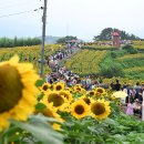 20230709-함안 법수 강주해바라기 축제~19일까지 이미지