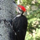 ■ Magellanic woodpecker 이미지