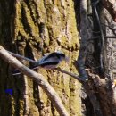 오목눈이(Long-tailed Tit) 이미지