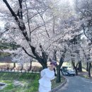 리더골프클럽 | ⛳ "안가보면 1년 후회!" 서울 근교 1시간 컷 '벚꽃 성지' 골프장 추천 TOP 5