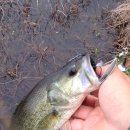 광신대교 이미지