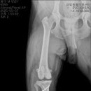 금빛동물수술센터 이미지