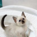 강서고양이분양 나비캣 이미지