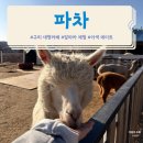 동구릉로460번길 | 아이도 어른도 반한 [구리 파차🦙] | 알파카가 반겨주는 이색 데이트 명소 +내 돈 내산