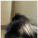 바니펫살롱 이미지