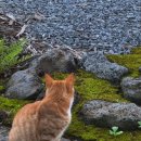 스테이레이어 이미지