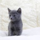 수원고양이분양 도레미캣 이미지