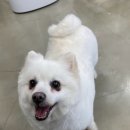 청려원 반려동물 센터 이미지