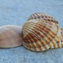 그녀의 바다 이미지