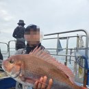 홍성배 | 홍성배낚시 고고씽호에서 즐긴 남당항배낚시 솔직 후기