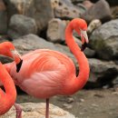 플라밍고 이미지