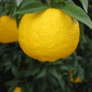 청산농장 이미지