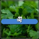 황해약초