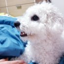 위장이 약한 강아지를 위한 사료,유산균 기록. (직접구매후기,광고x)