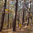 치유의 숲 이미지