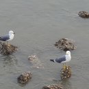 야달선착장 이미지