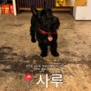 [약수] 약수 카페 '사루' 내돈내산 후기 / 커피를 주문하면 꽃을 주는 카페 💐, 탄이도 있어요 🐶🐾