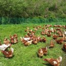 청미래농장 이미지