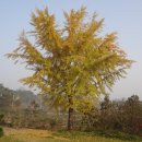 진경원민박캠핑장 이미지