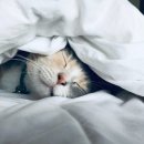 크린케어세탁소 이미지