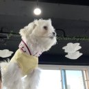 체크인독 이미지
