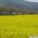 2011년 삼척 맹방 월동추(유채)꽃 축제안내 [장소 : 삼척시 상맹방리]^ 이미지