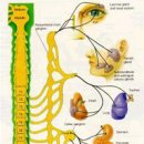 자율신경 조절 이미지