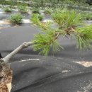 소나무목장 이미지