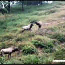 용 사슴목장 이미지